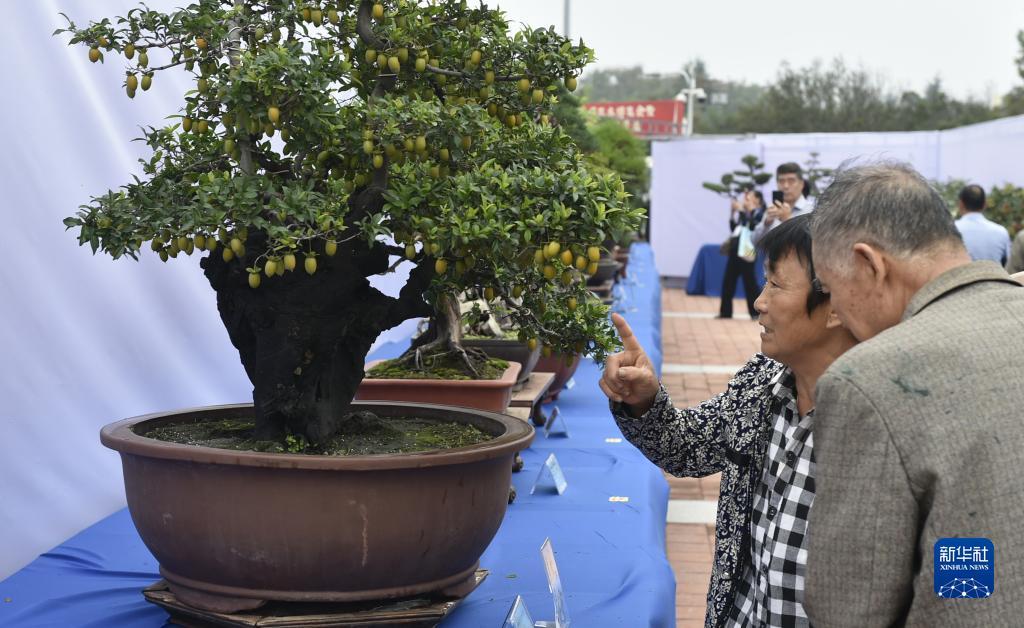 大富翁水果机单机版
